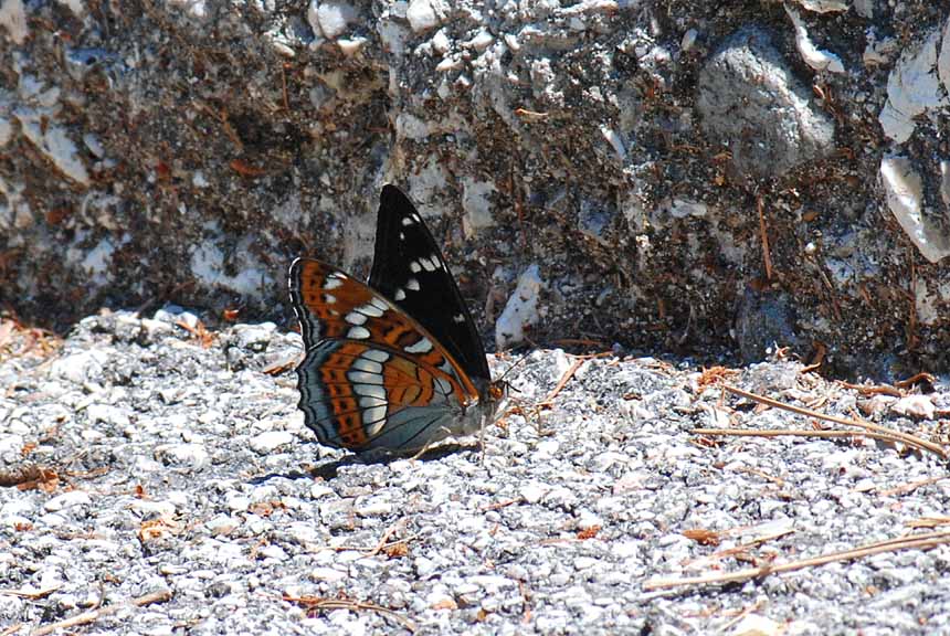 Limenitis populi